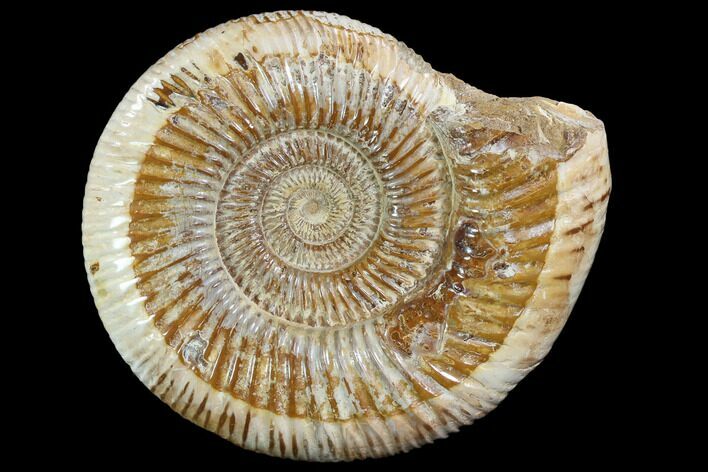 Perisphinctes Ammonite - Jurassic #90460
